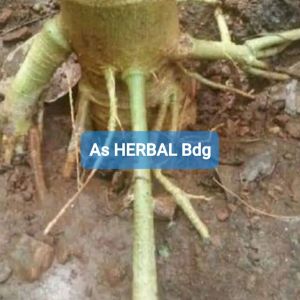 Akar pepaya gantung segar 500 gram-az