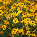 Black Eyed Susan Flower Seeds Rare Flower Seeds Heirloom Flower Seeds Organic Seeds Rudbeckia Seeds for Planting Rudbeckia Seeds for Gardening. 