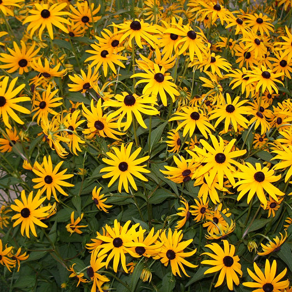 Black%20Eyed%20Susan%20Flower%20Seeds%20Rare%20Flower%20Seeds%20Heirloom%20Flower%20Seeds%20Organic%20Seeds%20Rudbeckia%20Seeds%20for%20Planting%20Rudbeckia%20Seeds%20for%20Gardening%20-%20Image%204