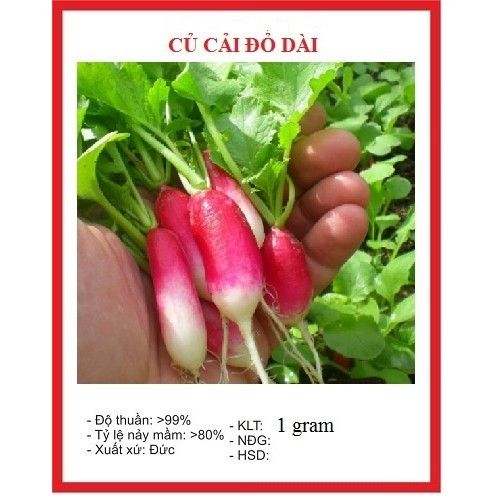 H%E1%BA%A1t%20Gi%E1%BB%91ng%20C%E1%BB%A7%20C%E1%BA%A3i%20%C4%90%E1%BB%8F%20D%C3%A0i%20mini%20d%E1%BB%83%20tr%E1%BB%93ng-g%C3%B3i%205gram(t%E1%BA%B7ng%20k%C3%A8m%20ph%C3%A2n%20b%C3%B3n)%20-%20Image%202