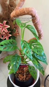 Bendable DesignCurved Coco Coir Moss Stick For Climbing Plants / Plant Support Stake / Free Shape Plant Pole / Trellis