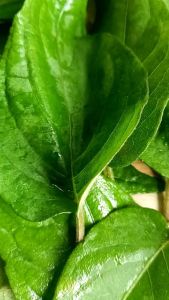 Daun Kentut Sembukan Herbal Segar 100 Gram