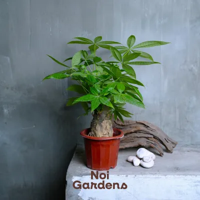 Pachira Fa Cai Shu Money Plant - Lucky Indoor Live Plant - Easy Care Feng Shui Money Tree Singapore