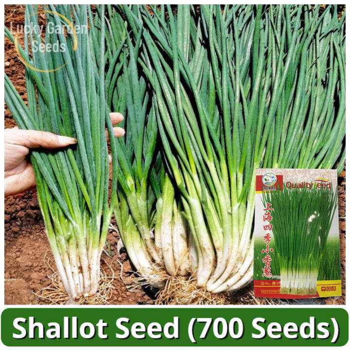 Biji Benih Daun Bawang Shallot Seeds (700 Seed) 四季香葱种子 Fresh Potted ...