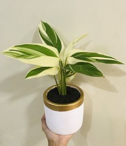 arrowroot variegated