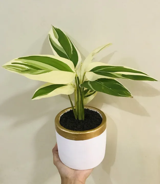 amazon knstliche orchideen Knstliche Phalaenopsis-Orchideen-Blumenarrangement - 15.7"
