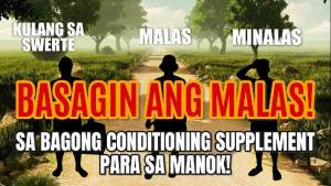 Pit Cobra Ignite 10 Capsules - The Ultimate Gamefowl Supplement! Pasiklabin ang Palo #BasagMalas