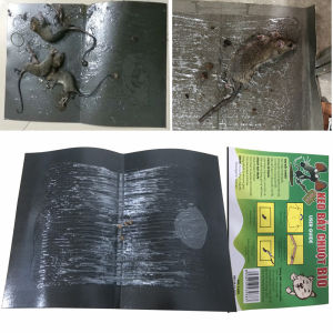 Keo dính chuột - Keo bẫy chuột - miếng dán chuột siêu dính