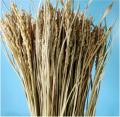 Bông lúa khô trang trí 1 bó 50 nhánh hạt lúa nguyên thủy GG123. 