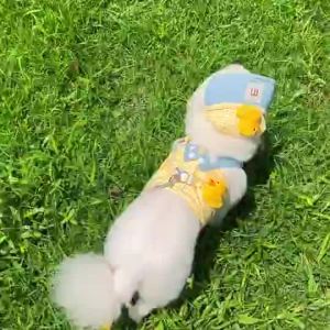 3D Dog Harness  3pcs SetHarness Cat hat And Puppy Clothes Dog Outing  Pet Outdoor ClothingDog Leashhat dpg hat3D 狗狗牵引带 3 件套 宠物牵引带 猫帽和小狗衣服 狗狗外出 宠物户外服装 宠物狗绳 宠物帽 dpg 帽。。。