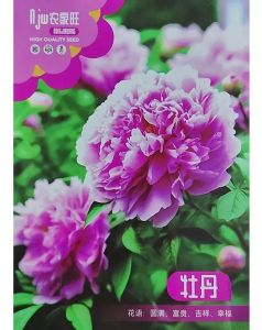 Biji Benih Bunga Peoni(8 Seeds)**Oringinal Pack**/牡丹花种子/Peony Fower Seeds