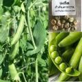 ถั่วลันเตาหวาน 15 เมล็ด (10 เเถม 1 คละได้). 