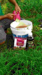 bio as vaksinnya tanaman dan super growth nutrisi buah