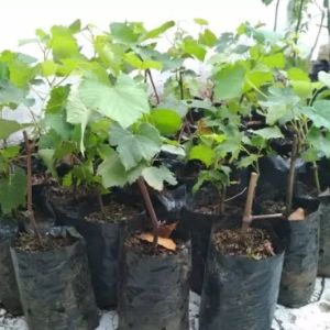Bibit Anggur Import Lucie Seedles