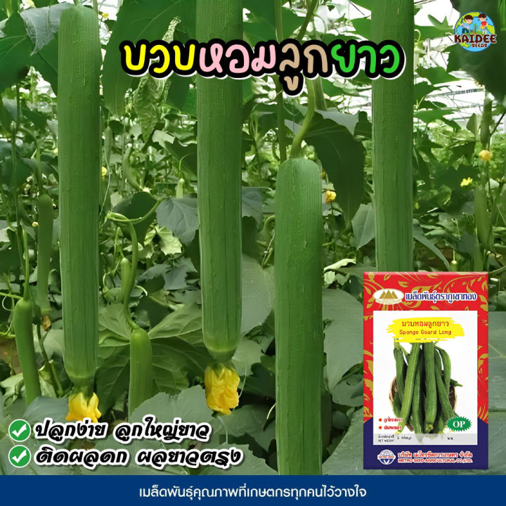 เมล็ดบวบหอมลูกยาว Sponge Gourd Long ตราภูเขาทอง