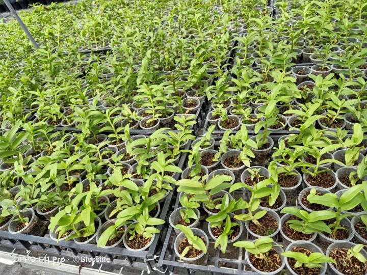 Hoa%20lan%205%20c%C3%A1nh%20tr%E1%BA%AFng%20Ph%C3%BA%20Th%E1%BB%8D%20-%20Image%208