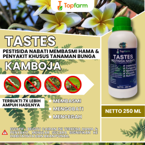 Obat Untuk Bunga Kamboja / Obat Bunga Kamboja / Obat Hama Bunga Kamboja Japan / Obat Tanaman Bunga Kamboja / Obat Ubuat Bunga Kamboja