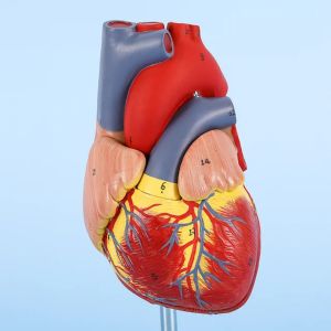 HUMAN HEART MODEL