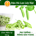 Hạt giống Đậu Hòa Lan (Đậu Hà Lan) Ăn Hạt ( Lấy Hạt) Rất Nhiều Dinh Dưỡng Và Vitamin, Chế Biến Thành Rất Nhiều Món Ăn (Gói 20 Gram) - Nông Sản Vàng. 