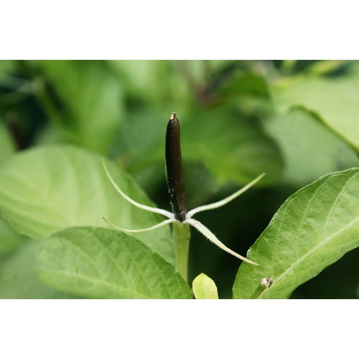 H%E1%BA%A1t%20gi%E1%BB%91ng%20c%C3%A2y%20N%E1%BB%95%20-%20s%C3%A2m%20Tanh%20T%C3%A1ch%20(10%20qu%E1%BA%A3)%20-%20Image%204