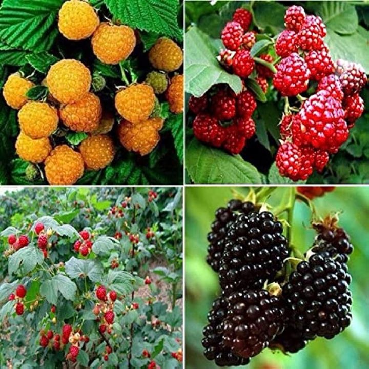 Giant Red Raspberries Red GIANT RASPBERRY Seeds Rasp Berry Seed Super Big Fruit Seed ...