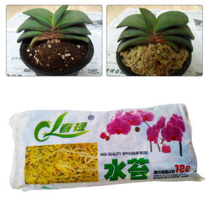 12 L Sphagnum Moss Moisturizing Nutrition Organic Fertilizer Protect Orchid Succulent Plant Roots DIY Flower Pot Home Garden
