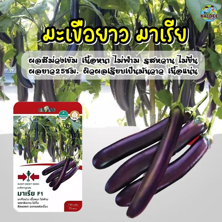 เมล็ดมะเขือยาว มาเรีย F1 ตราศรแดง ผลสีม่วงเข้ม รสหวาน