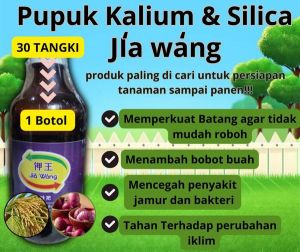 JiaWang - Rajanya Pupuk Kalium dan Silika Murni untuk Menambah Bobot Buah dan Anakan Produktif