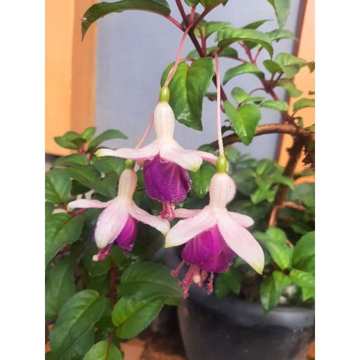 Fuchsia hibrida, Bibit Bunga Fuchsia hibrida, Bunga Anting India, Bunga ...