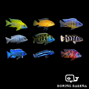 BRBN African Cichlids (S) - Mixed African Cichlids Assortment - Cichlidae - Ikan Cichlid - Aquarium Freshwater Fish / Ikan Air Tawar