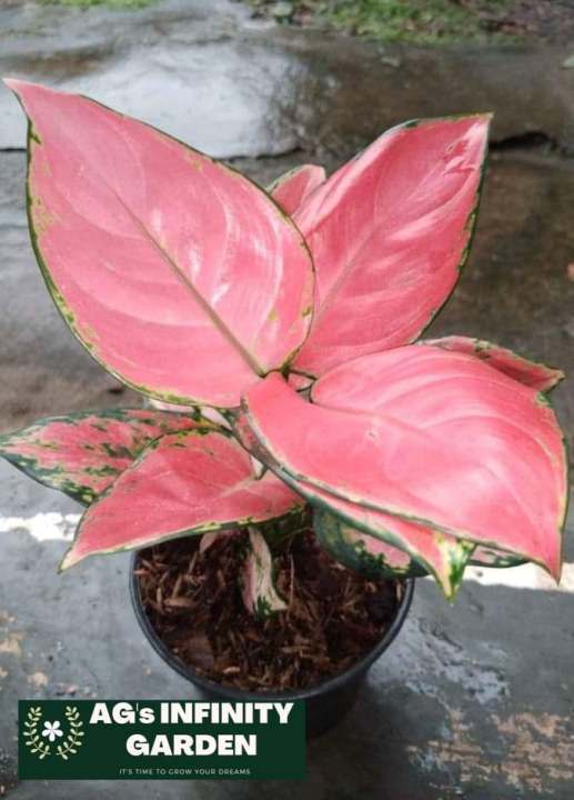 monstera potting mix 8L Monstera Soilless Potting Mix