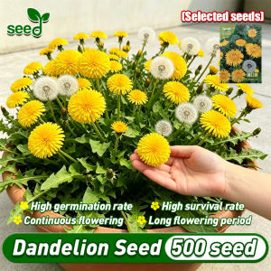 [Selected Seeds] 100% Authentic Dandelion Seeds for Planting Flowers (500pcs/pack) Edible Dandelion Flower Seeds for Gardening Yellow Dandelion Plant Seeds Bonsai Potted Dandelion Live Plants Make Dandelion Herbal Tea Flowering Plant Seeds Garden Decor