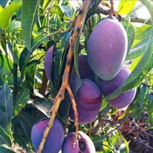 Bibit Mangga Irwin / mangga ungu Cepat berbuah