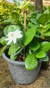 พุดทูอินวันแคระ กระถาง 11 นิ้ว ดอกหอมต้นสวยและแข็งแรง (กทม)