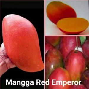 Bibit Tanaman Mangga Red Emperor Unggulan