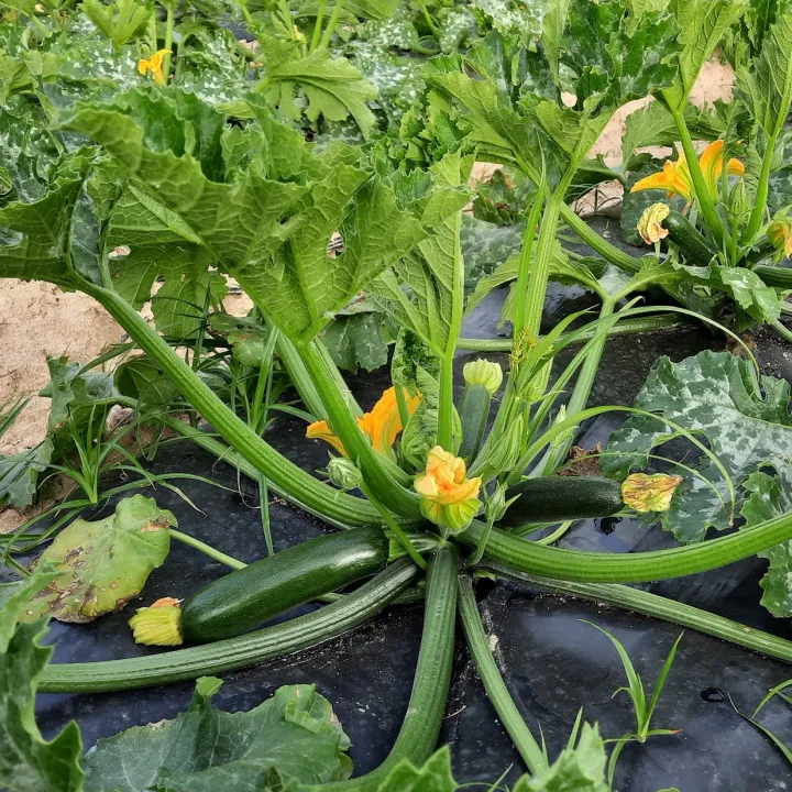 เมล็ดพันธุ์ซูกินีนำเข้า ผักสดอุดมวิตามิน