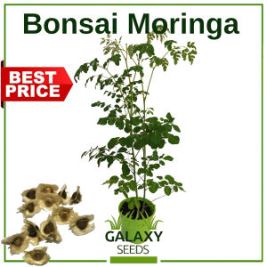 "GalaxySeeds" Bonsai Moringa Tree Plant Seeds Malunggai for Planting Vegetable Plants Including fertilizer Hybrid Seed