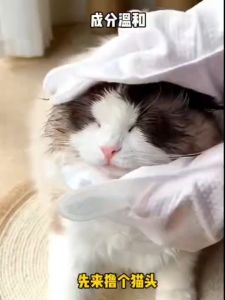 [SG Seller] Pet Cleaning Gloves No Rinse Dog Cat Grooming Wipes Deodorizing Dry Bath Glove Brush