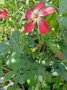 Hạt Giống Sâm Bố Chính – Kèm 1 Trái Nguyên Khô Cam Kết Giống Chuẩn – Shop Cây Nhà Lá Vườn – EverUp VN