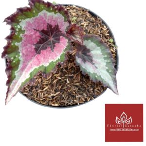 tanaman hias  daun begonia pelangi spa