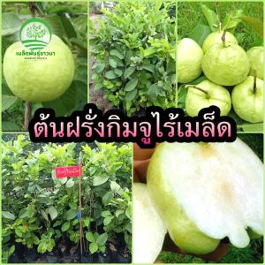 [ต้นกล้านำเข้าคุณภาพดี] ต้นฝรั่งเนื้อแดง ออกผลเยอะ ปลูกง่าย ดูแลง่าย รสหวาน พันธุ์ดี สูง 60-100 ซม.