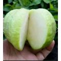 Anak Pokok Jambu Batu Tanpa Biji  Jambu batu Kristal 水晶番石榴 树苗  无籽番石榴 树苗 Sapling Guava Seedless. 