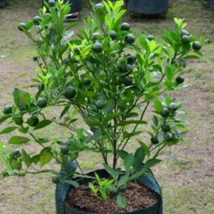 BERBUAH...Bibit Tanaman Jeruk Limau Kondisi Berbuah