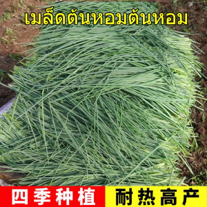 ทะเลทรายต้นหอมต้นหอมระเบียงฤดูกาลฤดูใบไม้ผลิต้นหอมปลูกต้นไม้กระถางปลูกง่ายต่อการรักษาความปลอดภัยเมล็ดพืชผักเย็น