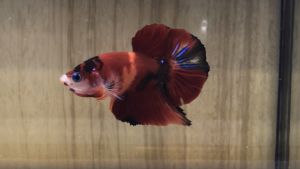 *RANDOM PICK* Candy~Galaxy~Multi~Marble Plakat Betta Fish / Ikan Laga * S+/ M