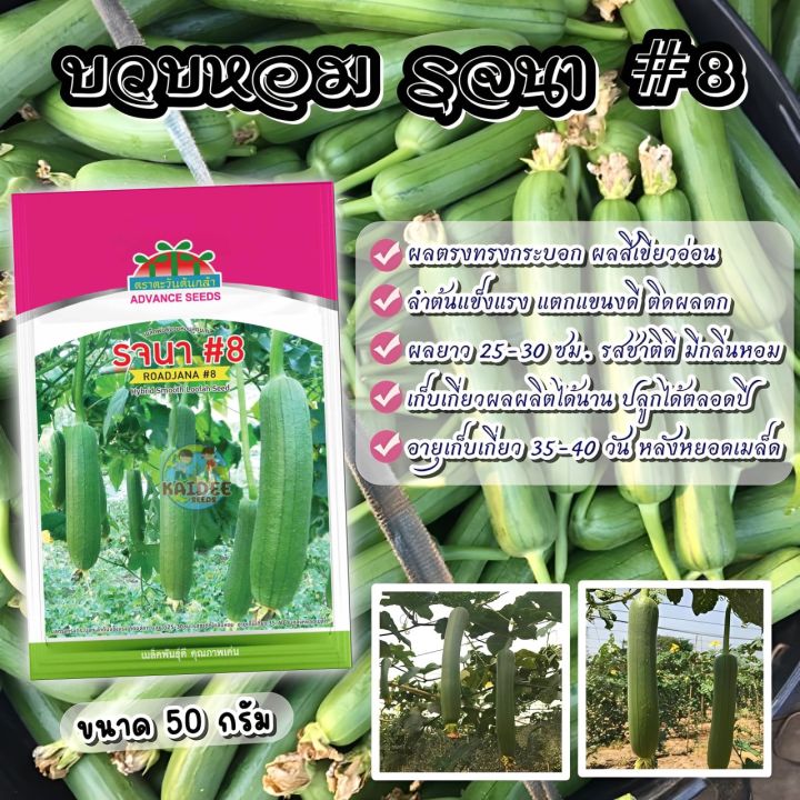 เมล็ดพันธุ์บวบหอมลูกผสม รจนา#8 ตราตะวันต้นกล้า