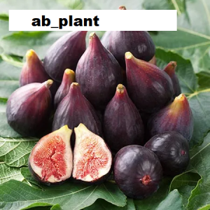 Bibit buah tin purple yordan super cangkok