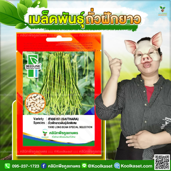 เมล็ดถั่วฝักยาว สายธารา ซีดไลน์ โตไว ทนโรค