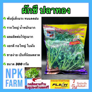 ผักชี ปลาทอง พันธุ์พูนผล [ ขนาด 300 กรัม  ] หมดอายุ11/2569 ลอตใหม่ งอกดี ต้นอวบ ก้านใหญ่ ใบใหญ่ ออกดอกช้า รากแขนงยาว ใหญ่ ทนฟ้าฝน ตลาดนิยม