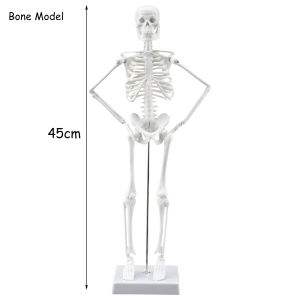 【READY STOCK】6-Times Enlarged Eyeball Model/Human Anatomical Eye/Removable Stand/Ophthalmology Teaching Display Model